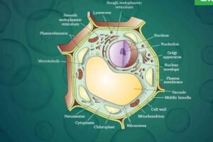 Which Organelle is Responsible for Packaging and Distributing Proteins